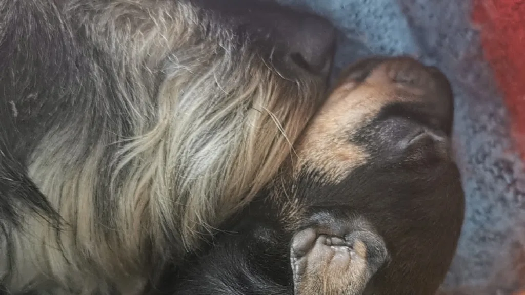 PUPPY DOG - photo 2