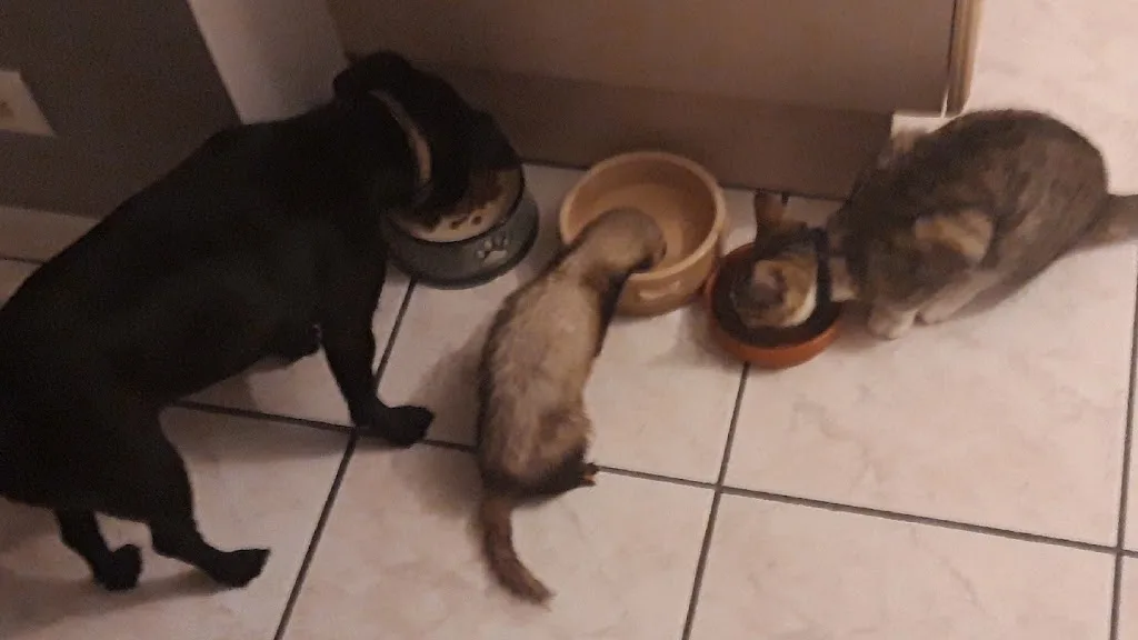 Sabrina toiletteuse à domicile (sur la presqu'île Guérandaise) - photo 3