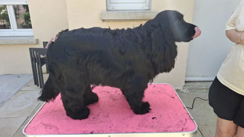 Les Papouilles CaninsToilettage A Domicile - photo 1