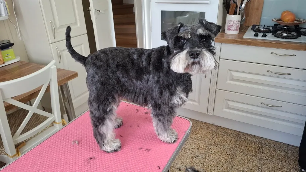 Les Papouilles CaninsToilettage A Domicile - photo 3