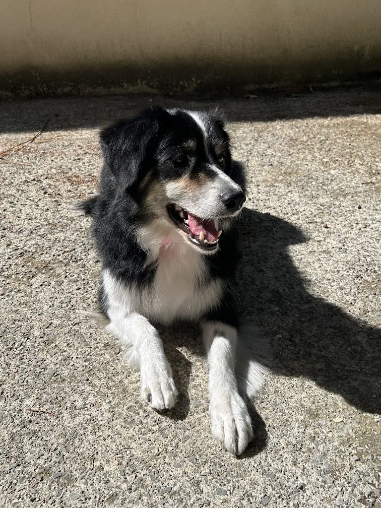 So My Dog Alès - photo 3