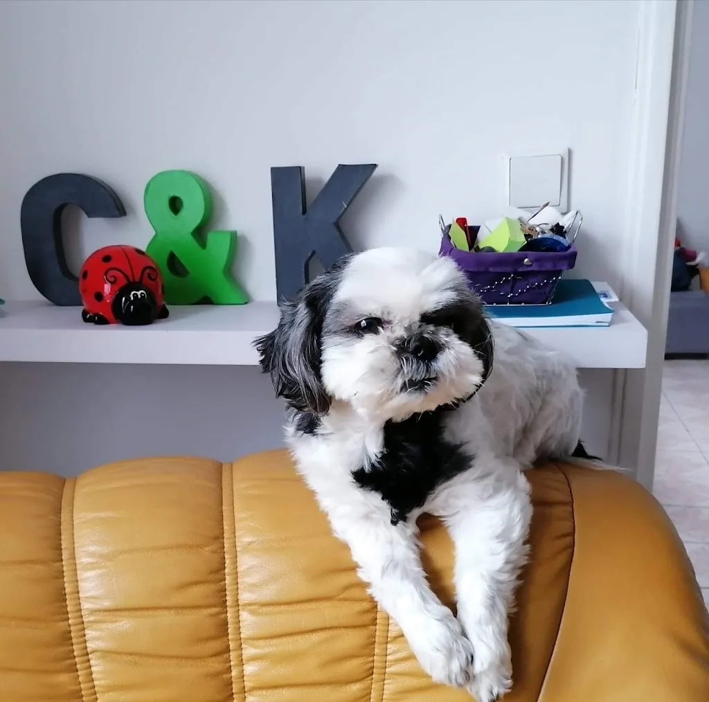 Instants De Chiens - photo 2