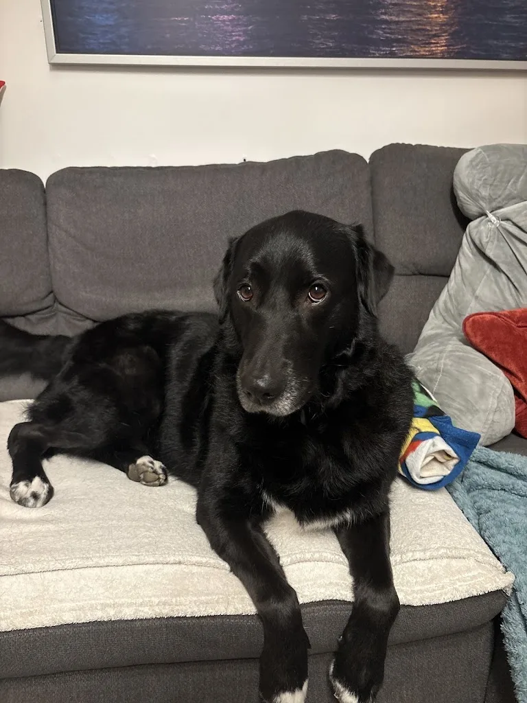 Mendy Grooming (toilettage Canin à domicile) - photo 2
