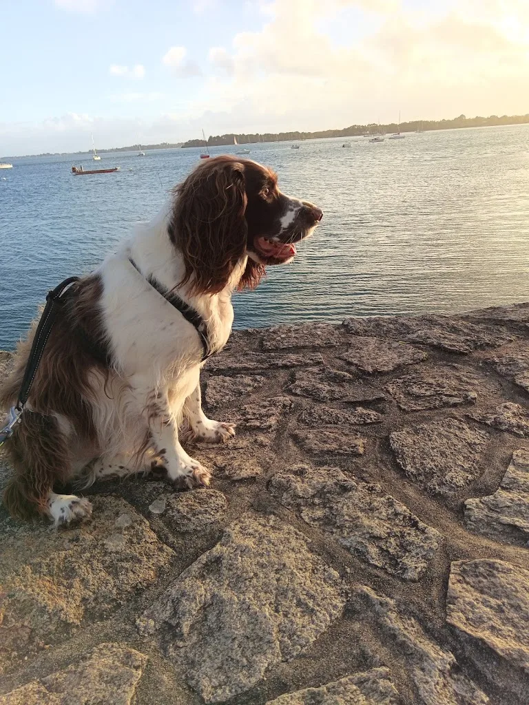 Dog’s Palace - photo 2