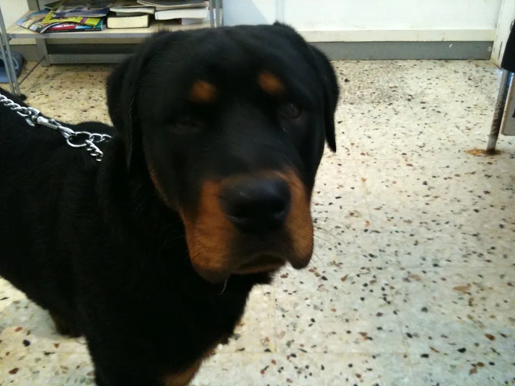 Salon Le Chien Bleu - photo 1
