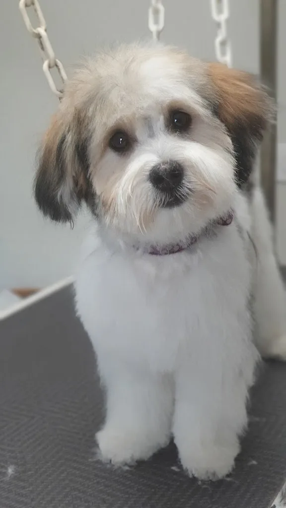Cani Salon - photo 3