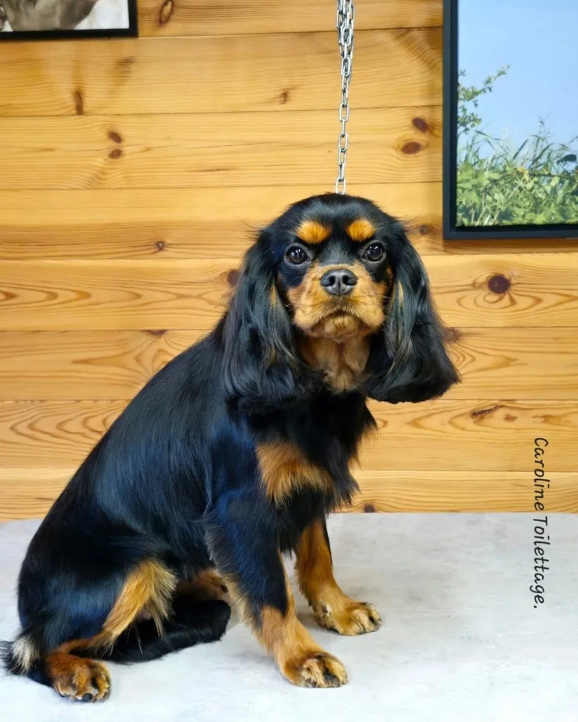Caroline Toilettage - photo 2