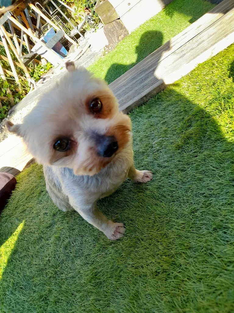 Un amour de chien - photo 2