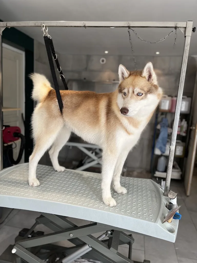Laly grooming - photo 1