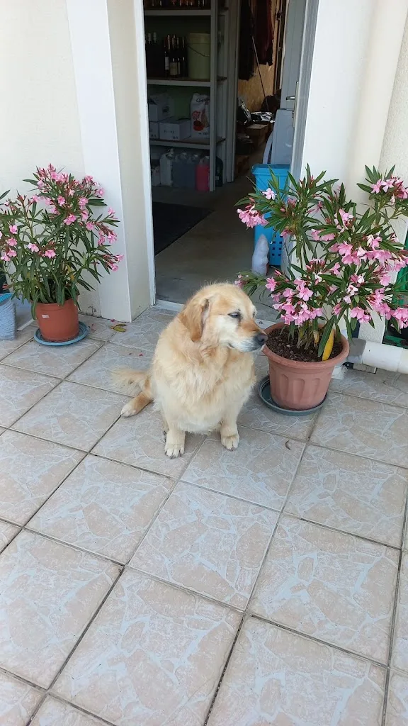 Monsieur Chien - photo 1