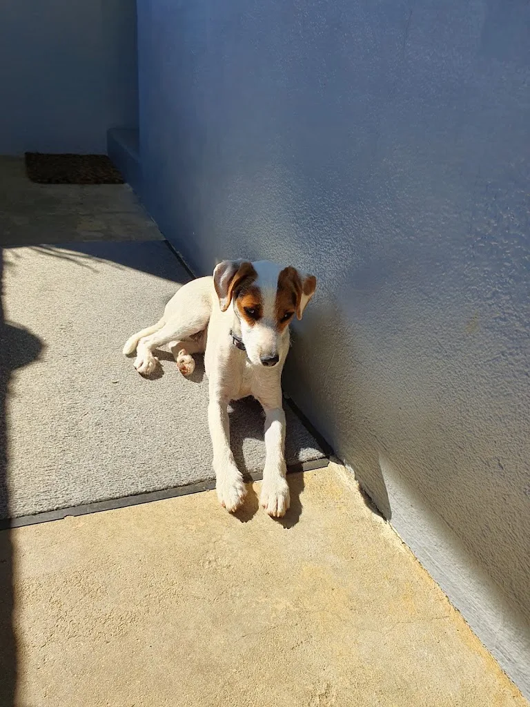 L'Ami Chien - photo 2