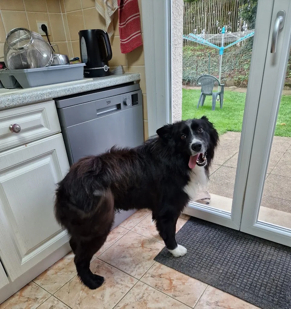 L'Ami Chien - photo 3
