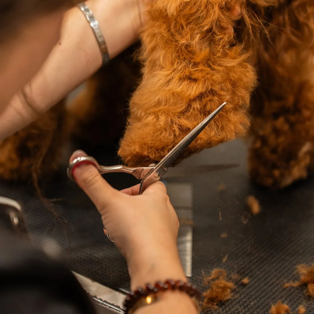 LITTLE TOUTOU CHIC PARIS 17 / DOG SPA - photo 1