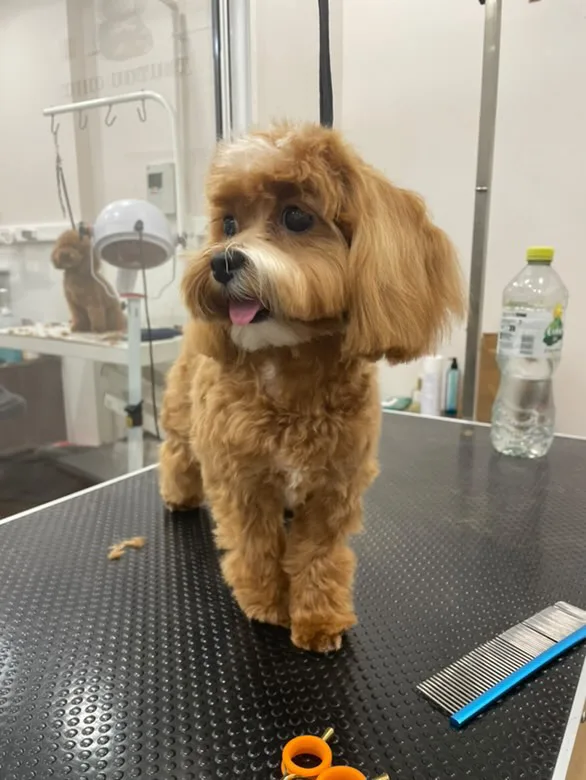 LITTLE TOUTOU CHIC PARIS 17 / DOG SPA - photo 2
