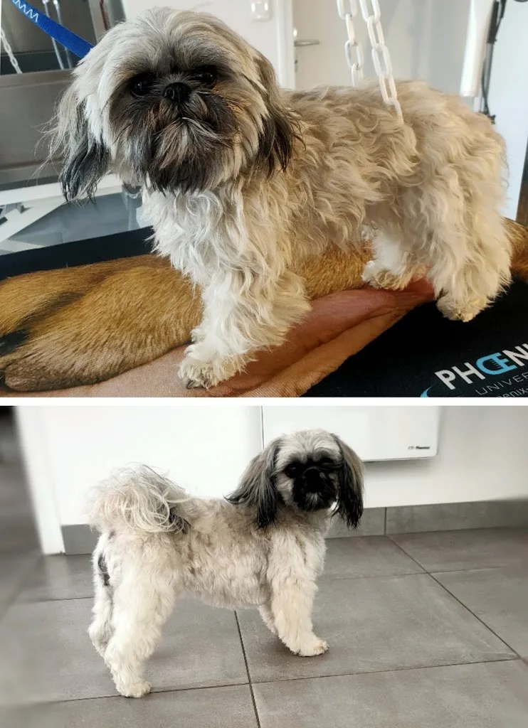 Les ciseaux de Marion au service de vos animaux - photo 1