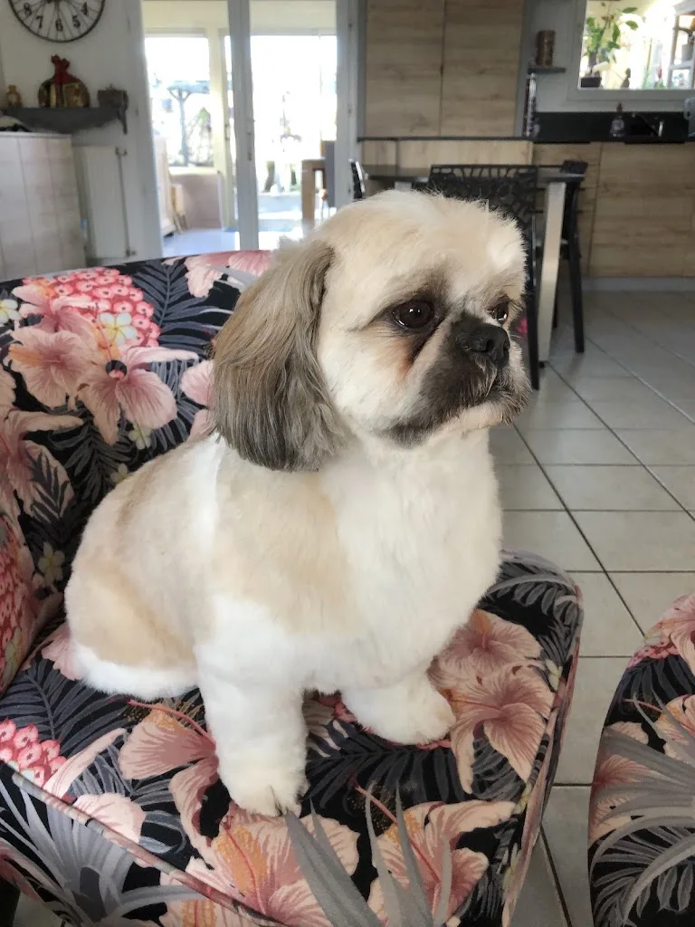 Beautiful dogs - photo 2