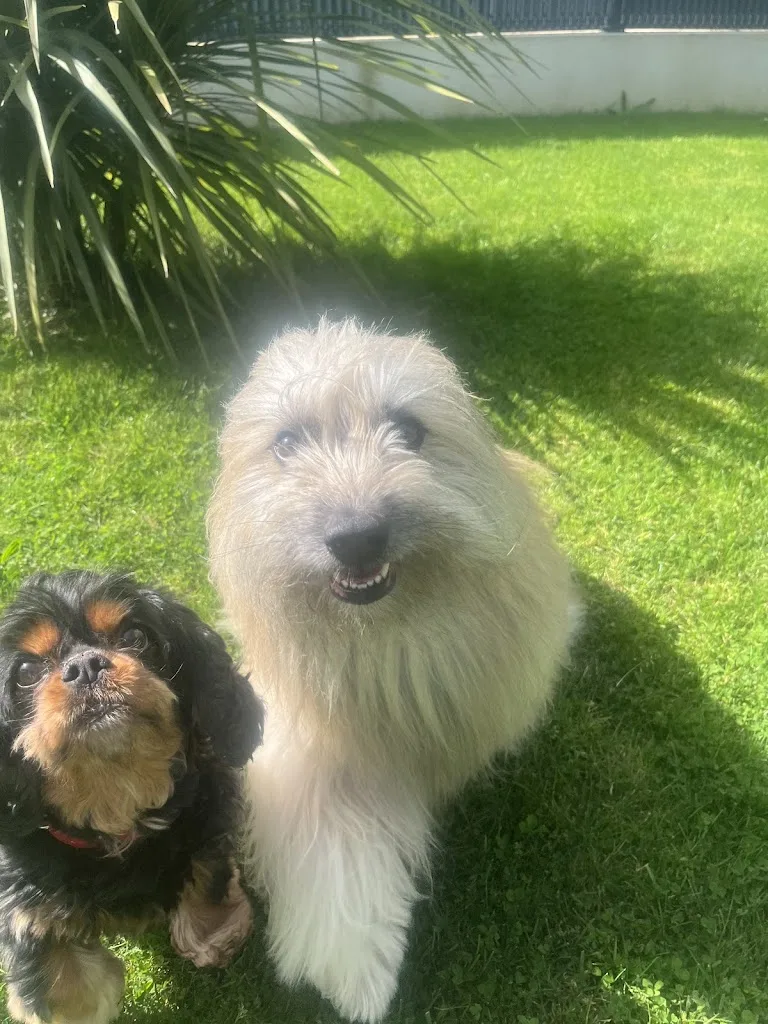 Beautiful dogs - photo 3