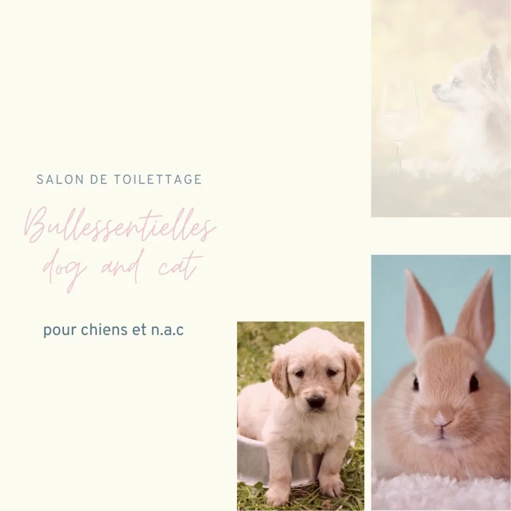 bullessentielles dog and cat - photo 2