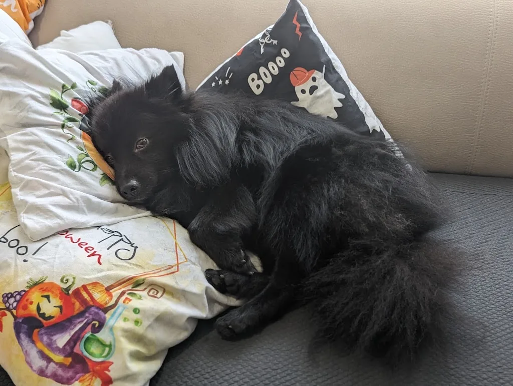 Doggy Look - photo 3