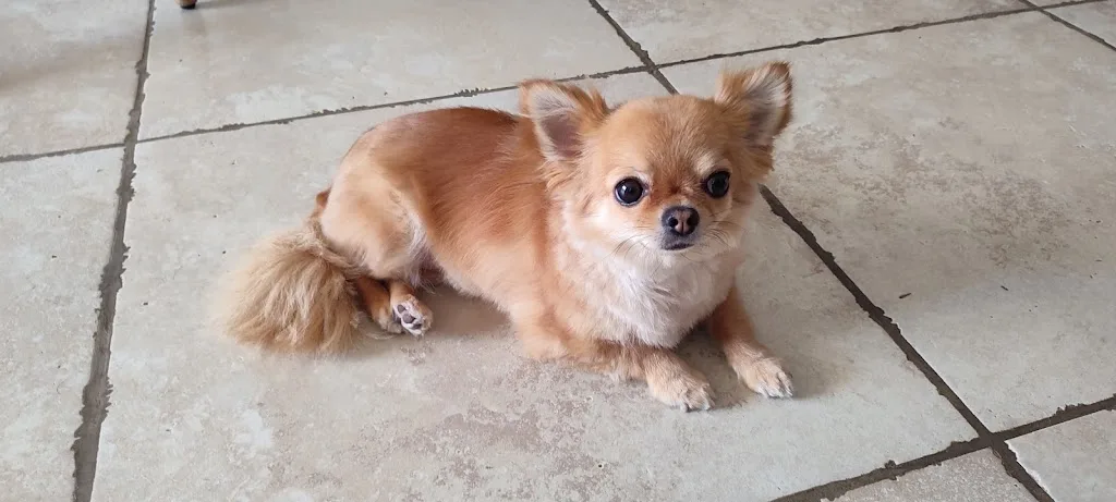 Doggy Look - photo 5