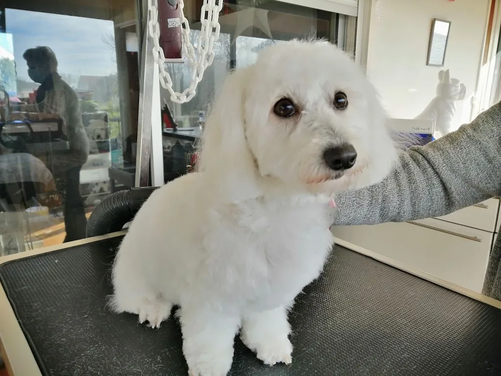 🐾 CANINOU Toilettage 🐾 - photo 3