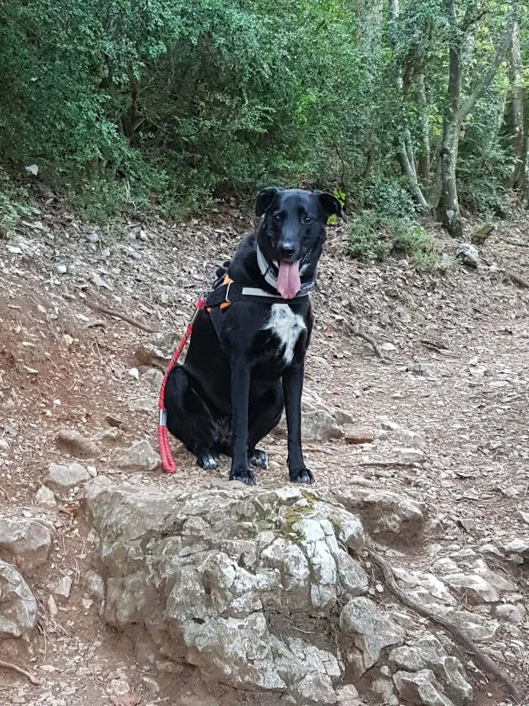 Dogs And Co - photo 1
