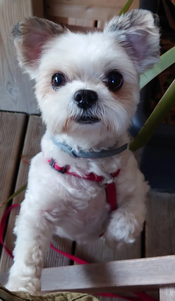 Dogs And Co - photo 2