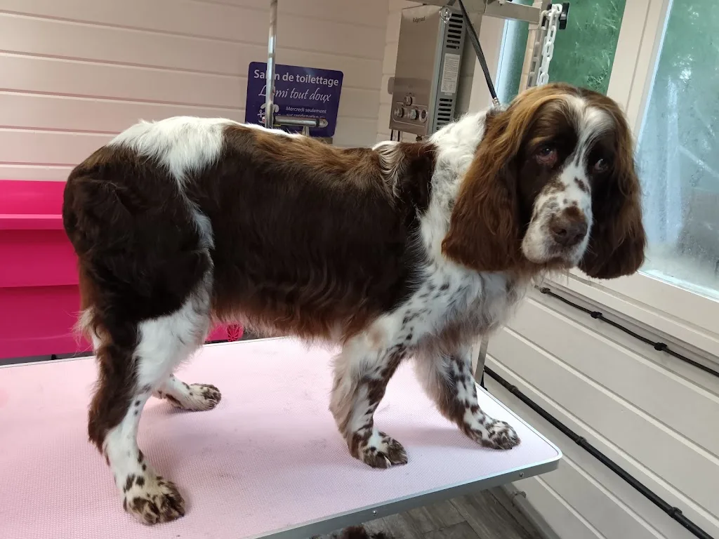 Salon de toilettage L'ami tout doux Brinon sur sauldre - photo 1