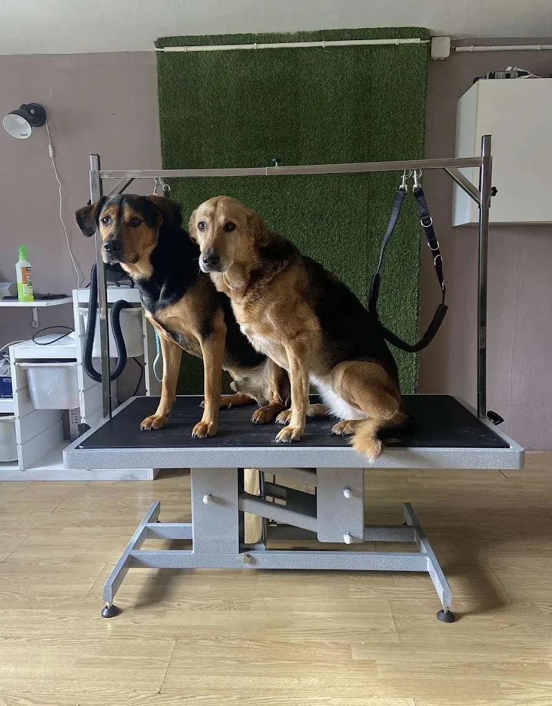 Pretty Dogs - photo 3