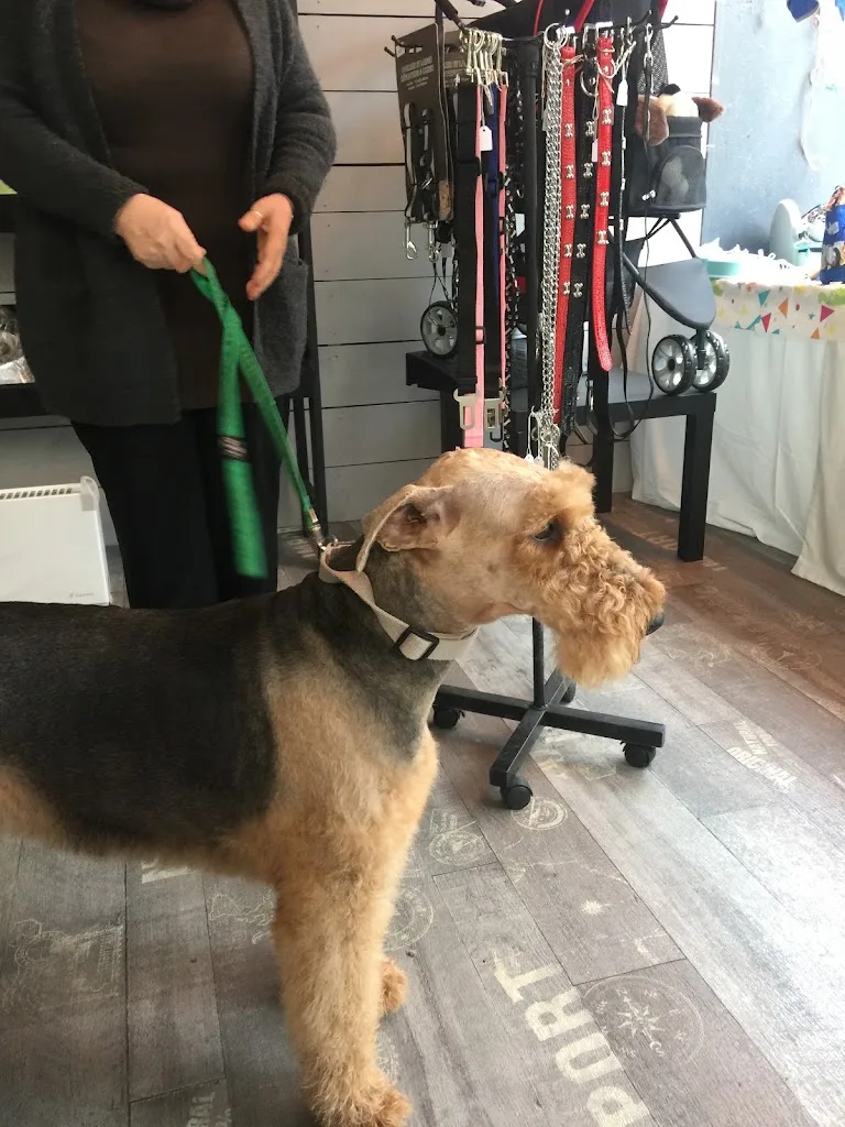 Dog Story - photo 1