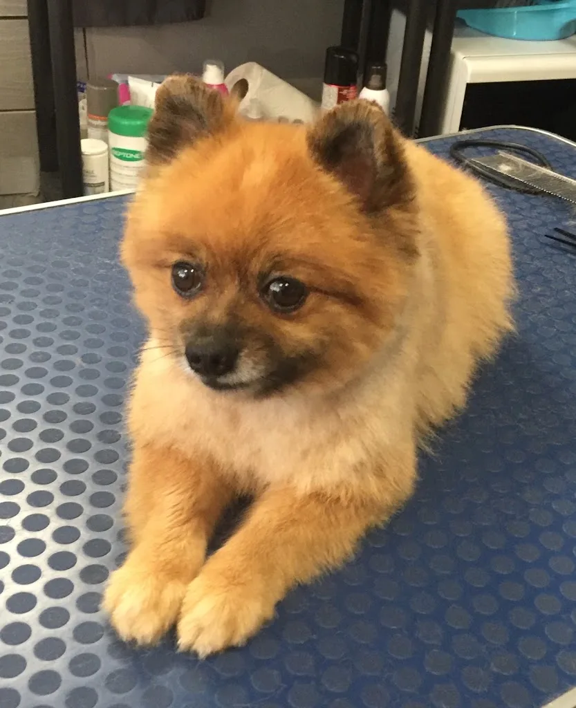 Dog Story - photo 2
