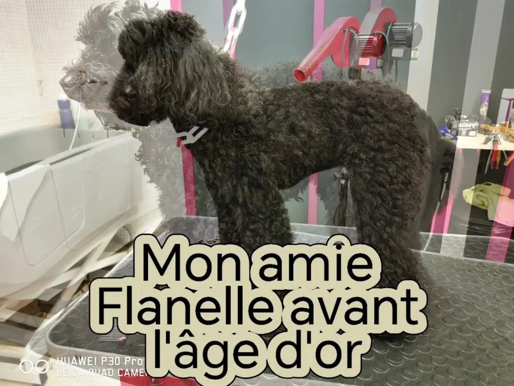 Sacré Loustic - Salon de Toilettage - Fourchambault - photo 1