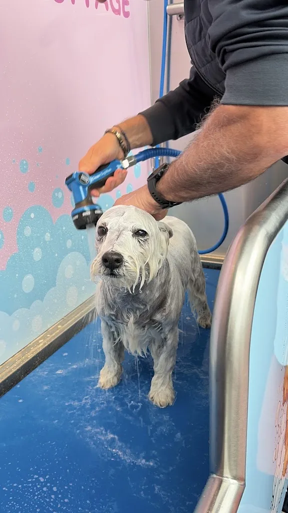 DOGWASH - Station de toilettage Bonnétable - photo 2