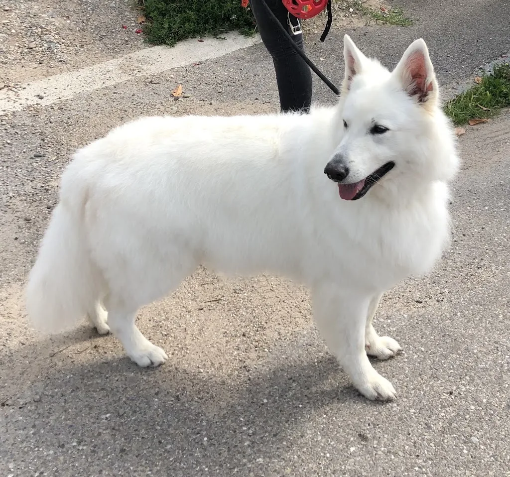 L’atelier du chien - photo 3