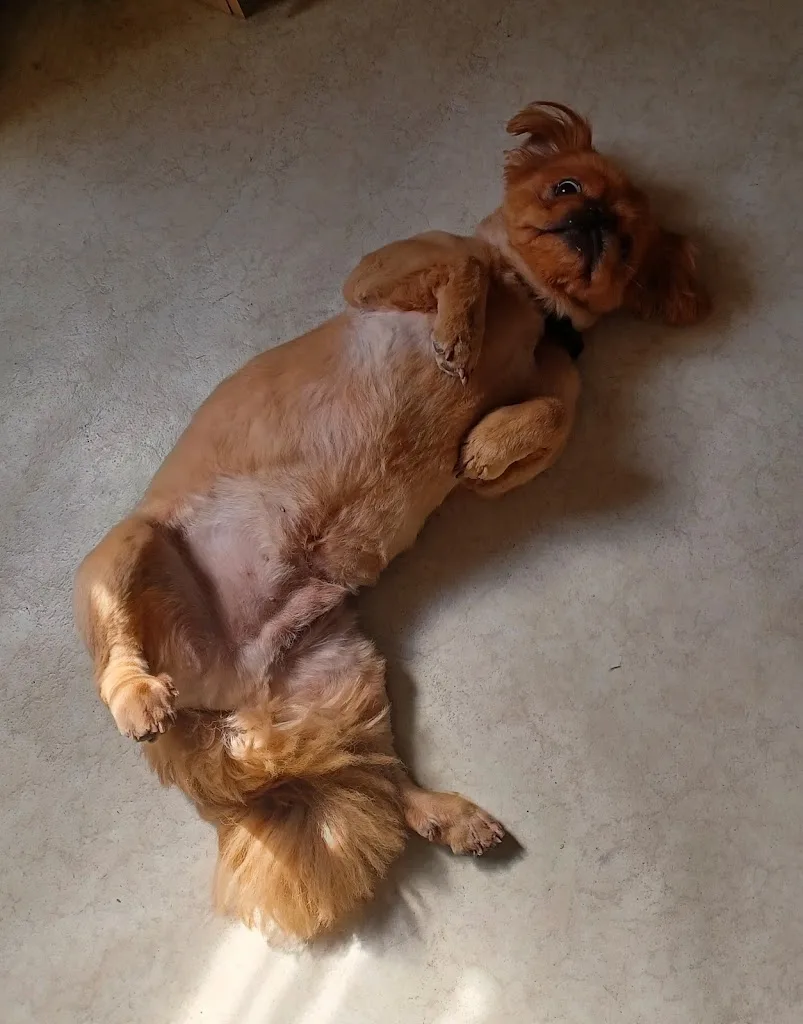 Toilettage Canin - photo 3