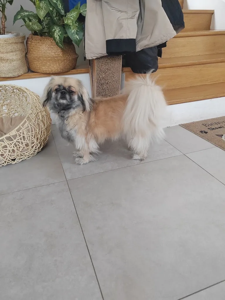 Les Arist'os Chiens - photo 2