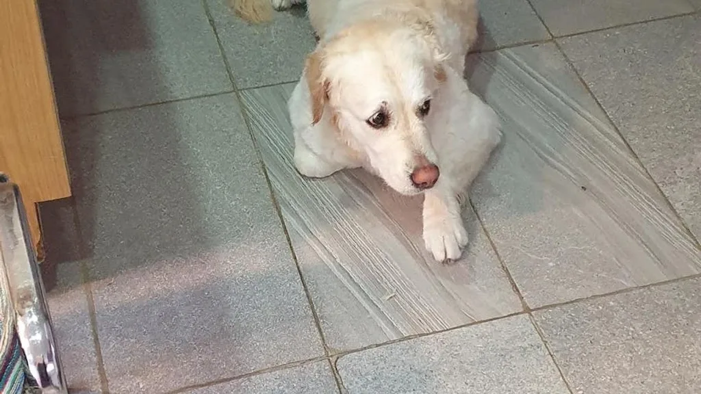 Beauté Canine - photo 3