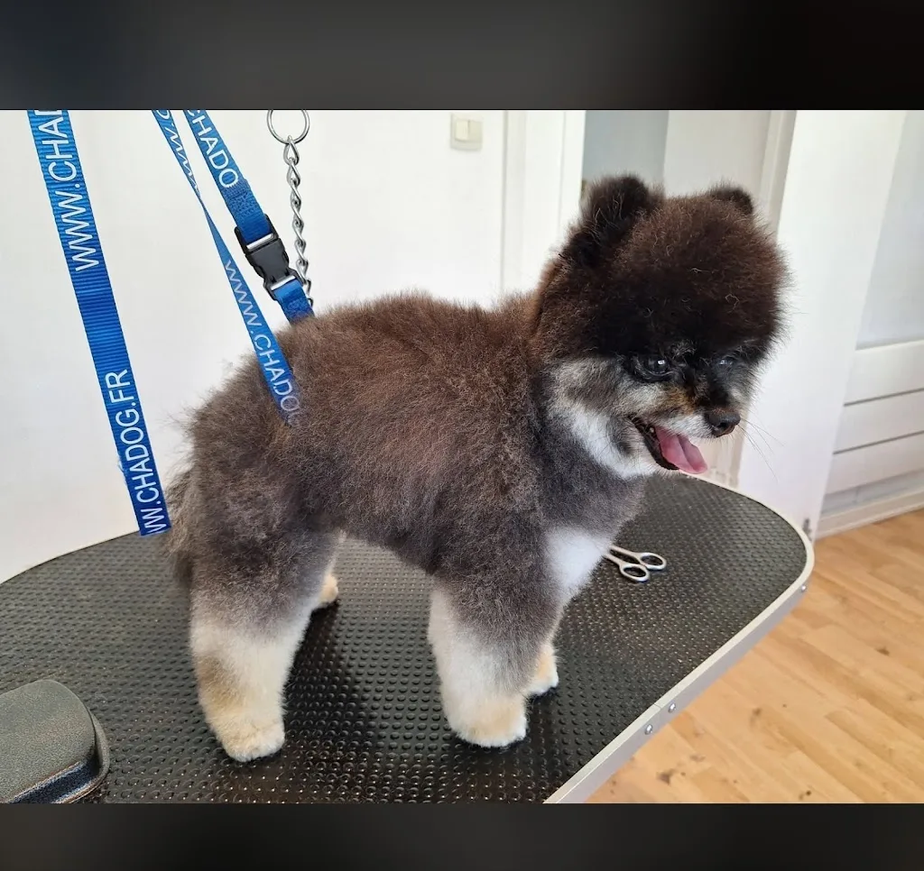 Relooking Canin salon de toilettage - photo 1