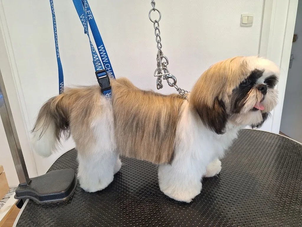 Relooking Canin salon de toilettage - photo 2