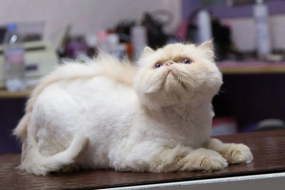 Aux 6 Os d'Or, salon de toilettage chien et chat sur Toulouse - photo 2