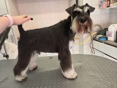 Au salon