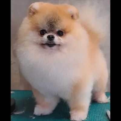 C'ouaf Canin