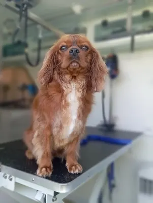 Le clin d'œil canin toilettage itinérant