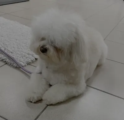 Toilettage Canin Fox Trott