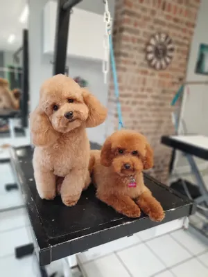 Mod'canine