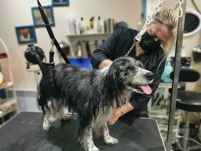 Dog'story