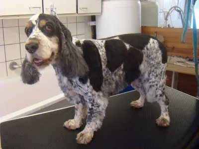 Helene Toilettage chiens et chats