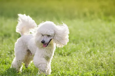 Bigoudi Toutou By Natura Dog