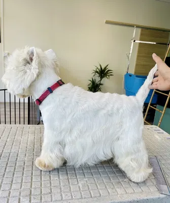 L'Atelier Canin