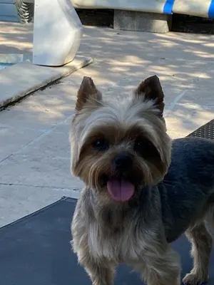 Le Chien Elégant